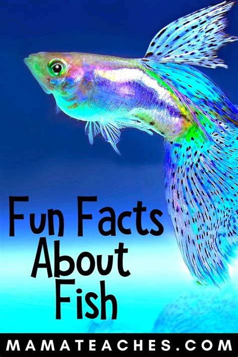 fish pictures|Fish Pictures & Facts .